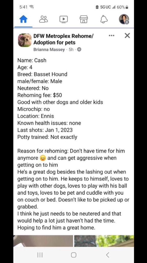 Cash, an adoptable Basset Hound in Salt Lake City, UT, 84108 | Photo Image 4