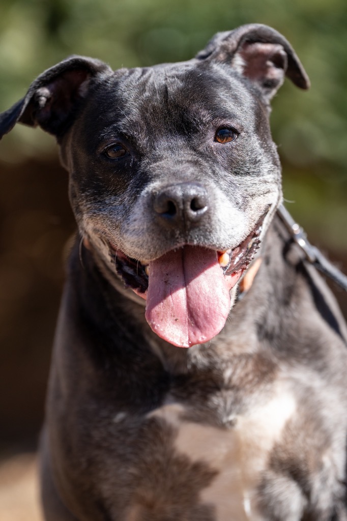 Travis, an adoptable Mixed Breed in Walden, NY, 12586 | Photo Image 1