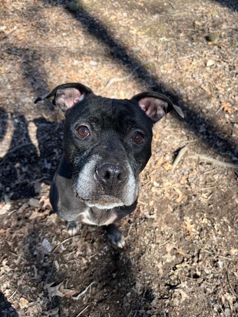 Travis, an adoptable Mixed Breed in Walden, NY, 12586 | Photo Image 2