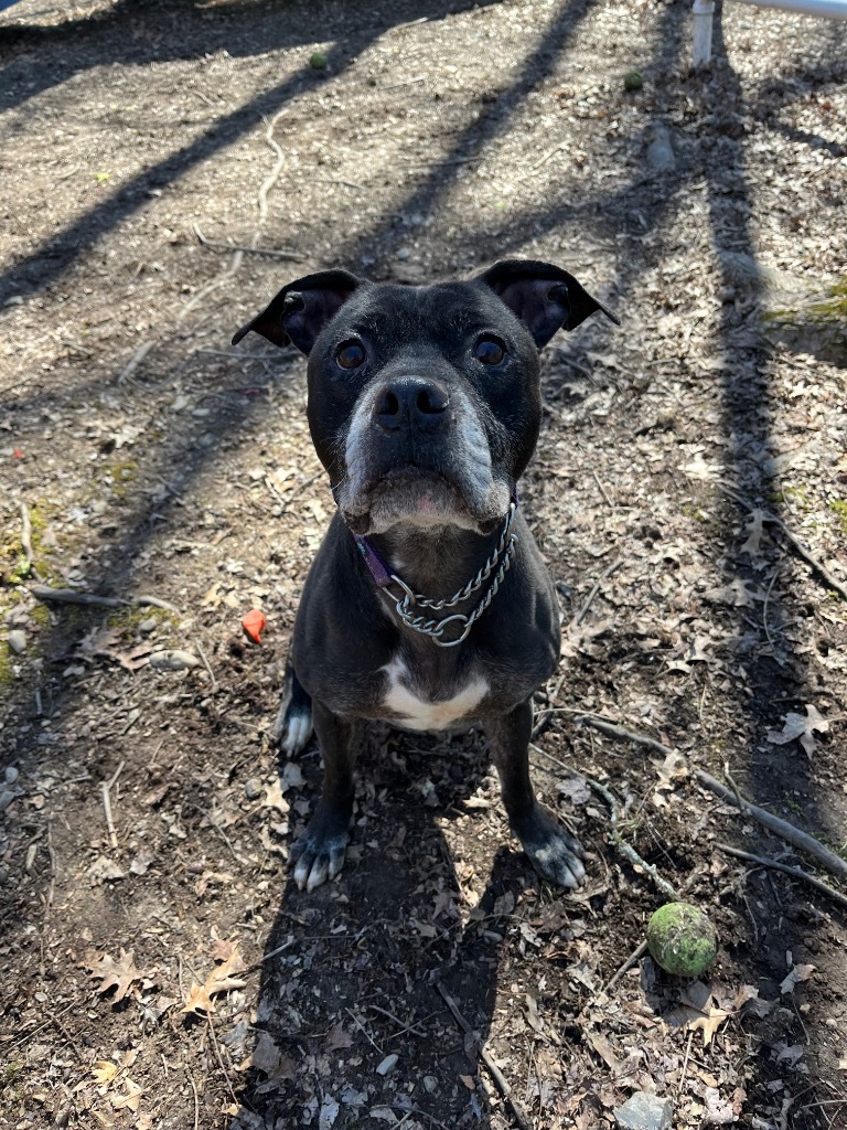 Travis, an adoptable Mixed Breed in Walden, NY, 12586 | Photo Image 3