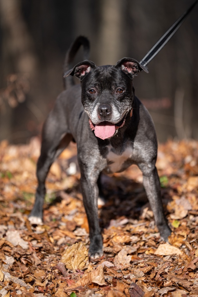Travis, an adoptable Mixed Breed in Walden, NY, 12586 | Photo Image 4