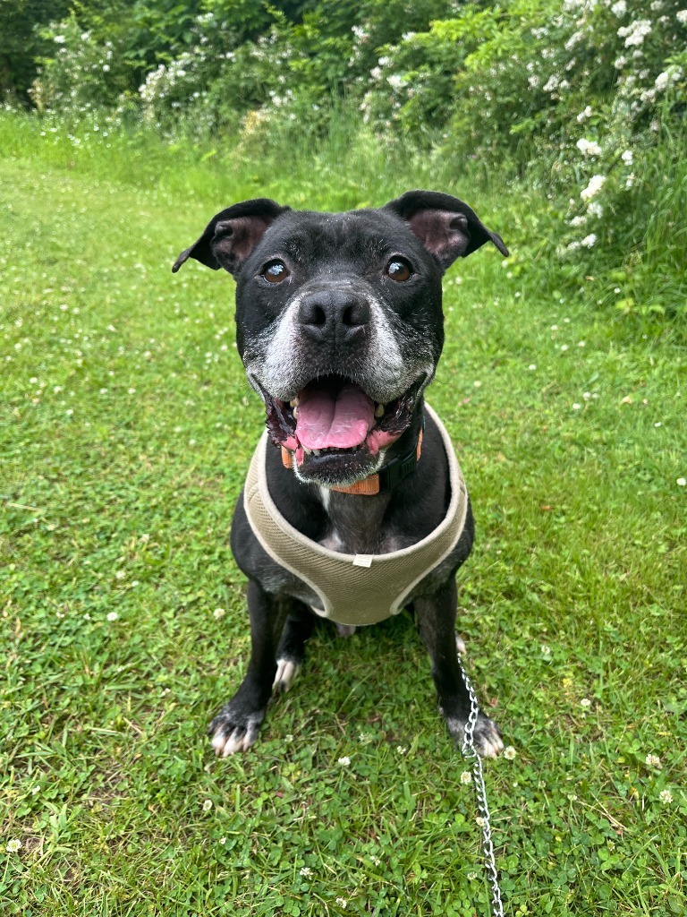 Travis, an adoptable Mixed Breed in Walden, NY, 12586 | Photo Image 5