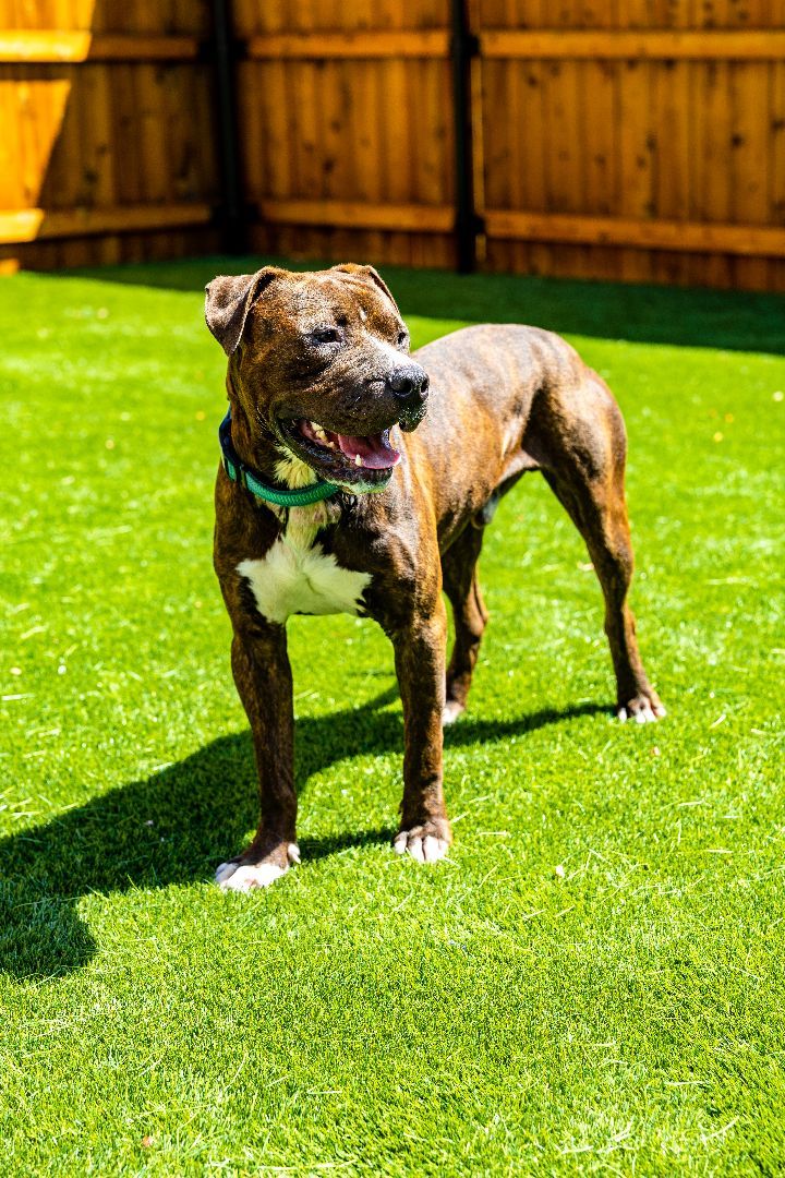 Bentley, an adoptable American Staffordshire Terrier Mix in Naperville, IL_image-5