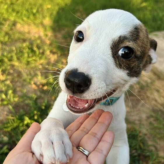 Penny