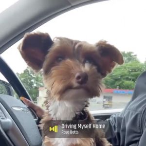 Hemi - MISSING, Adult Male Yorkshire Terrier