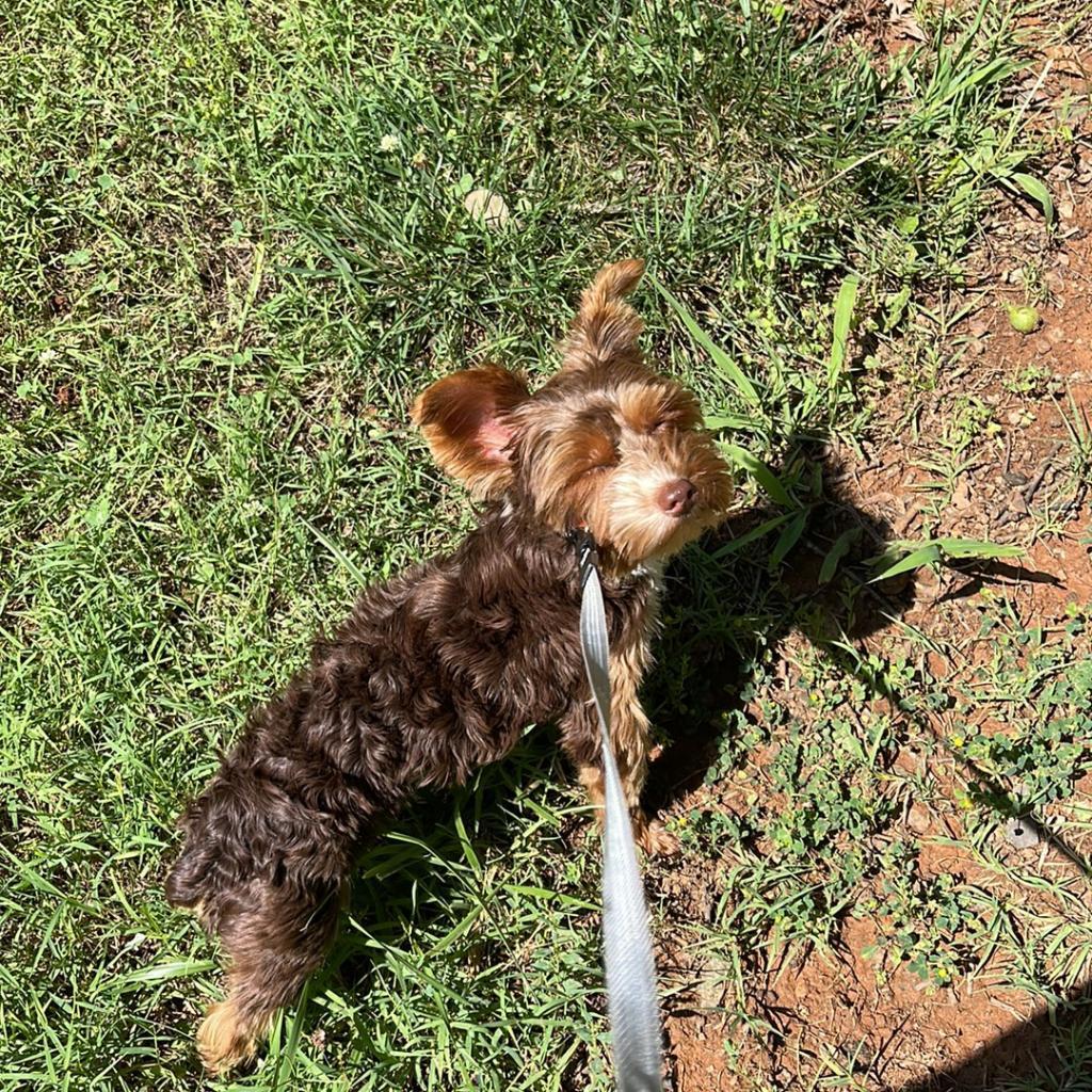 Hemi - MISSING, an adoptable Yorkshire Terrier in Lynchburg, VA, 24502 | Photo Image 2