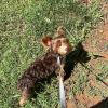 Hemi - MISSING photo 2