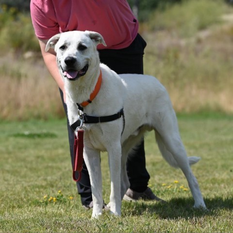 Leroy, an adoptable Mixed Breed in Ponderay, ID, 83852 | Photo Image 1