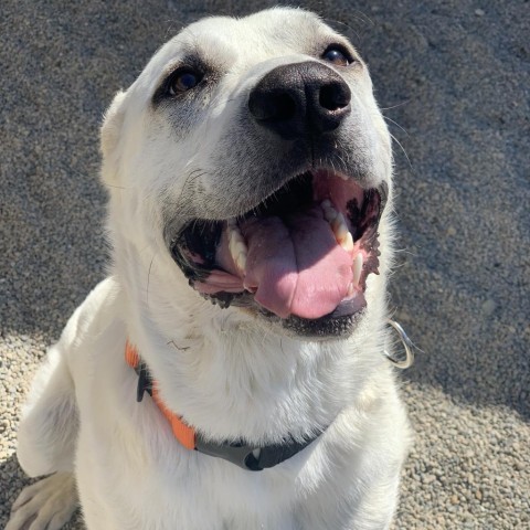Leroy, an adoptable Mixed Breed in Ponderay, ID, 83852 | Photo Image 2