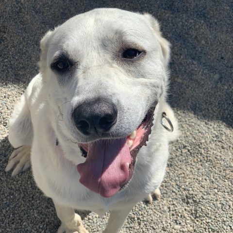 Leroy, an adoptable Mixed Breed in Ponderay, ID, 83852 | Photo Image 3