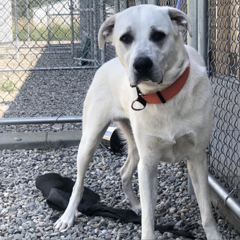 Leroy, an adoptable Mixed Breed in Ponderay, ID, 83852 | Photo Image 4