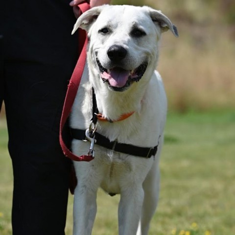 Leroy, an adoptable Mixed Breed in Ponderay, ID, 83852 | Photo Image 6