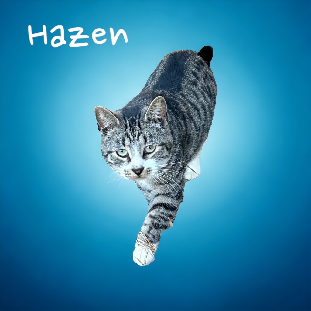 Hazen, an adoptable Domestic Short Hair in Nashville, GA, 31639 | Photo Image 1