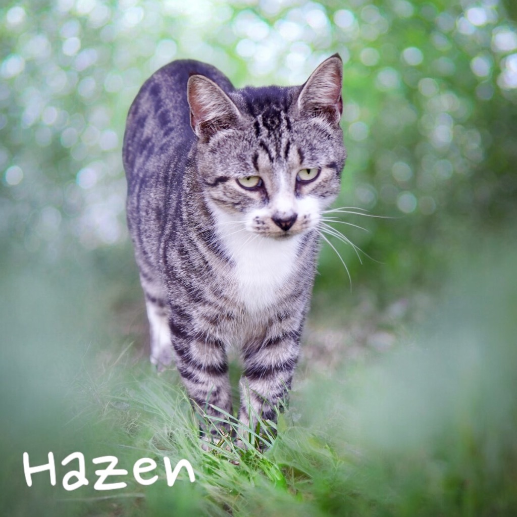 Hazen, an adoptable Domestic Short Hair in Nashville, GA, 31639 | Photo Image 1