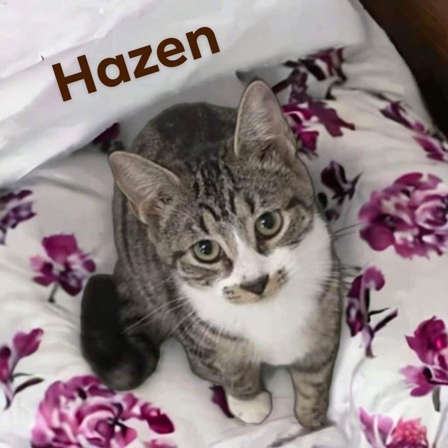 Hazen, an adoptable Domestic Short Hair in Nashville, GA, 31639 | Photo Image 2