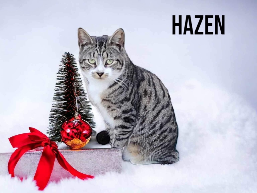 Hazen, an adoptable Domestic Short Hair in Nashville, GA, 31639 | Photo Image 3