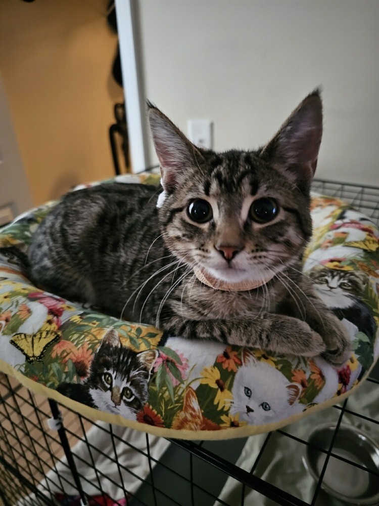 Pixie, an adoptable Manx, Domestic Short Hair in Wilmington, NC, 28411 | Photo Image 1