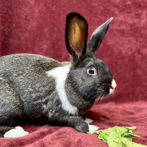 MY ADOPTION FEES ARE WAIVED Howdy Im Scuttle Im a young neutered male shorthaired rabbit that
