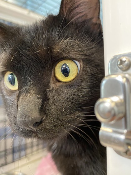 Liloh, an adoptable Domestic Short Hair in Denver, CO, 80204 | Photo Image 3