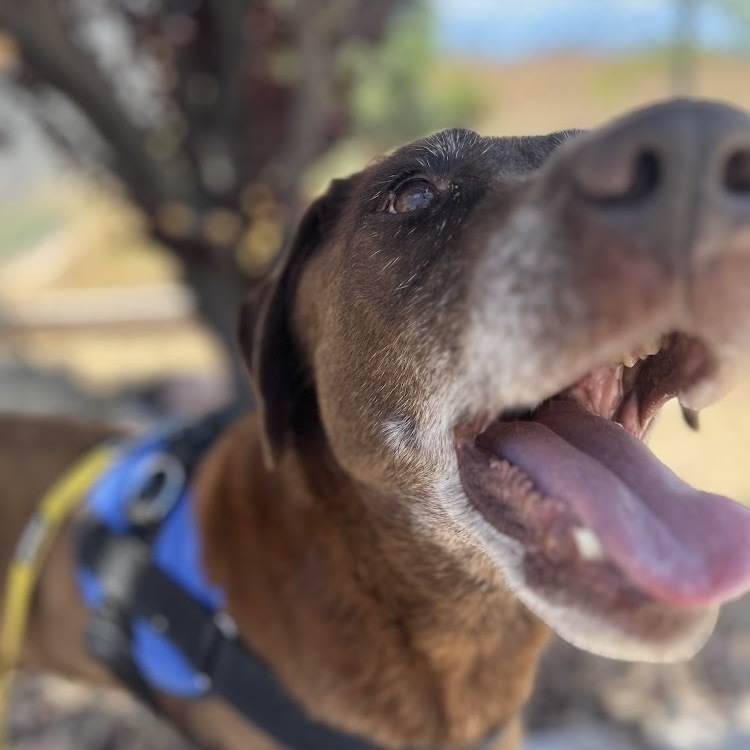 Old man Earl, an adoptable Chocolate Labrador Retriever in Moab, UT, 84532 | Photo Image 2