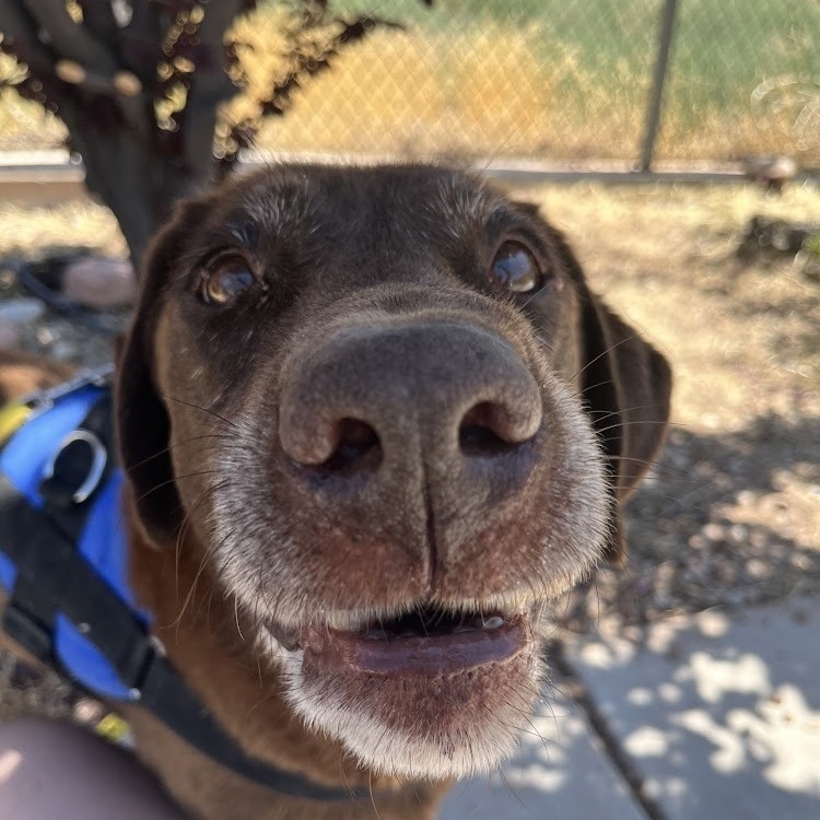 Old man Earl, an adoptable Chocolate Labrador Retriever in Moab, UT, 84532 | Photo Image 3