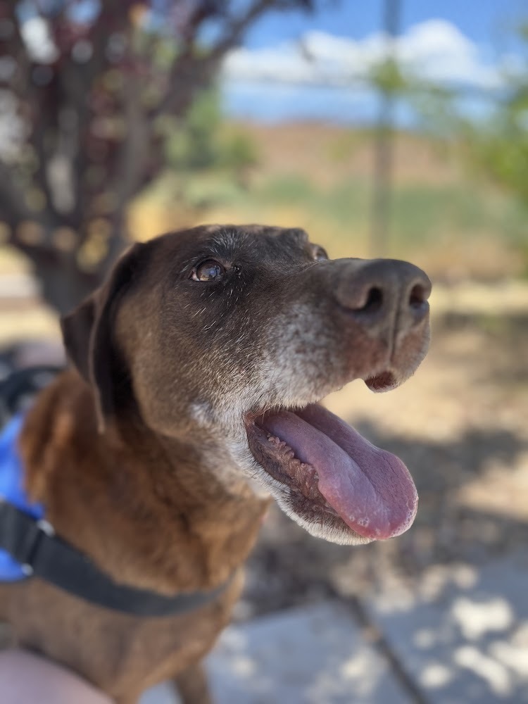 Old man Earl, an adoptable Chocolate Labrador Retriever in Moab, UT, 84532 | Photo Image 4