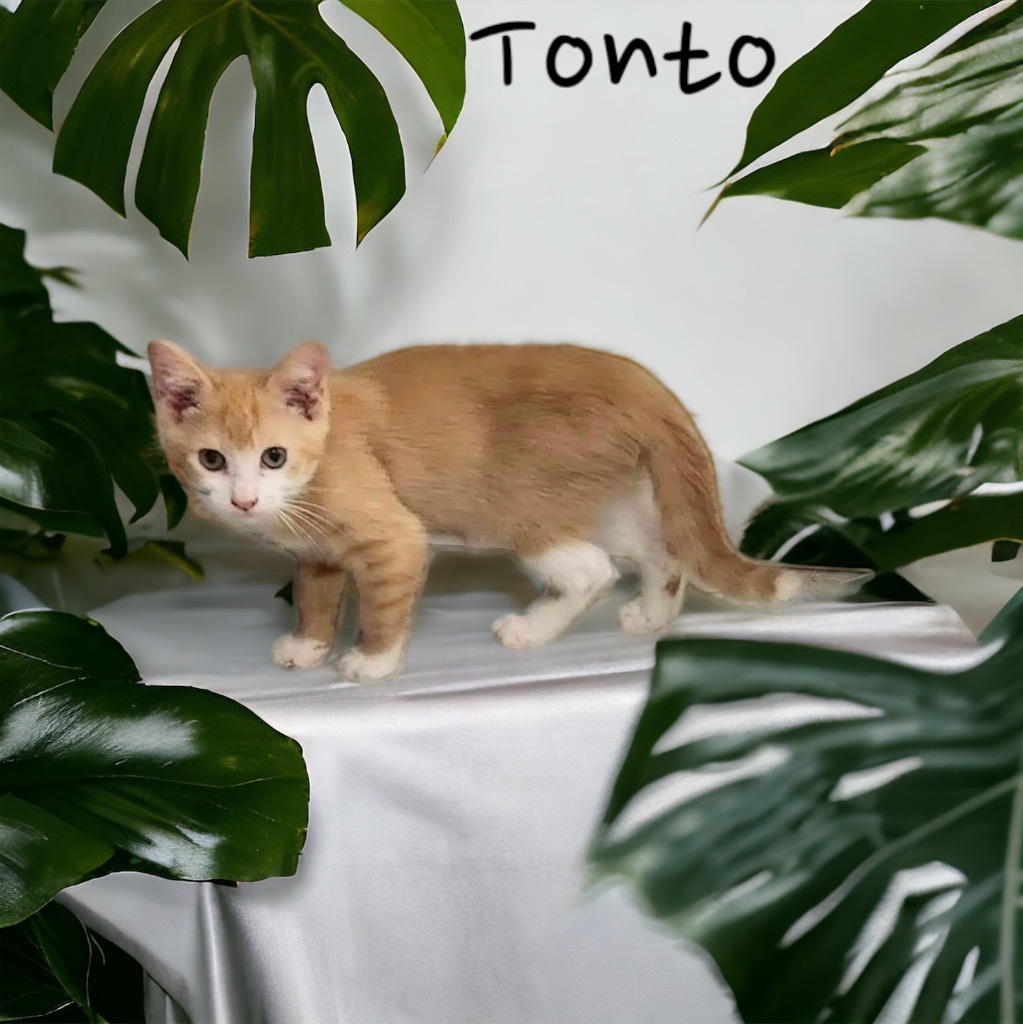 Tonto, an adoptable Domestic Short Hair in Nashville, GA, 31639 | Photo Image 1