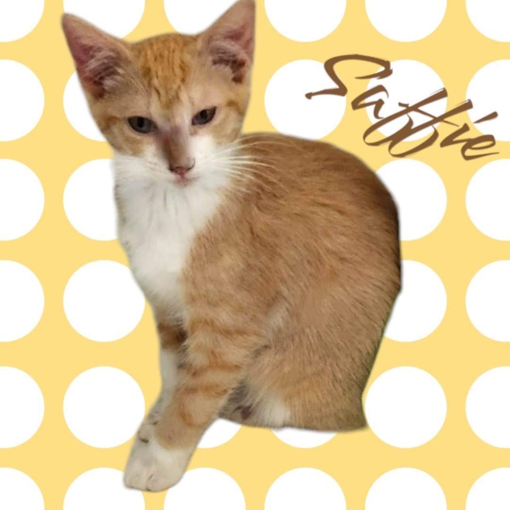 Saffie, an adoptable Domestic Short Hair in Nashville, GA, 31639 | Photo Image 1