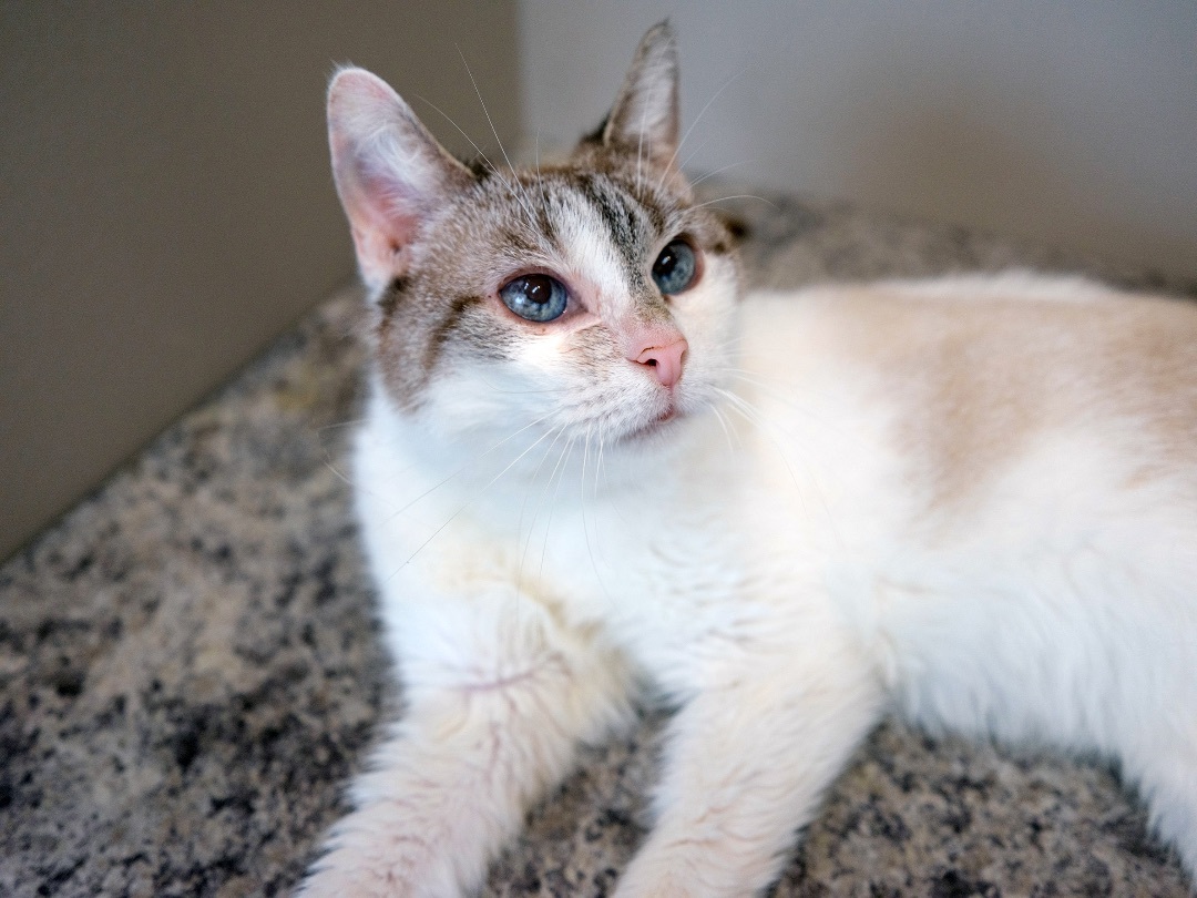 Nemzi, an adoptable Snowshoe in Chicago, IL, 60680 | Photo Image 2