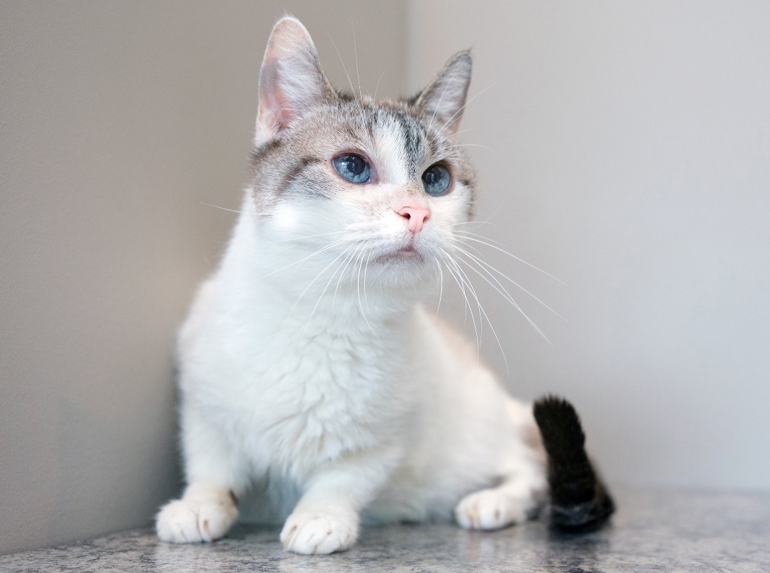 Nemzi, an adoptable Snowshoe in Chicago, IL, 60680 | Photo Image 3