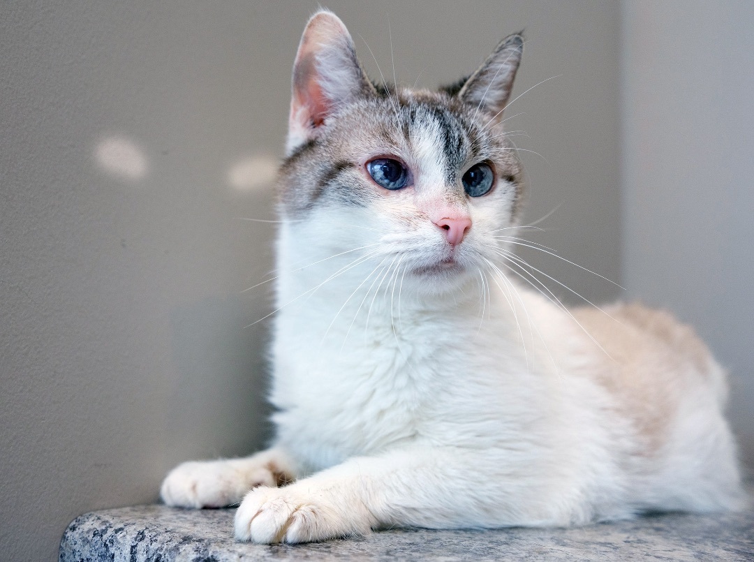 Nemzi, an adoptable Snowshoe in Chicago, IL, 60680 | Photo Image 5