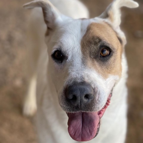 Jessica, an adoptable Mixed Breed in Taos, NM, 87571 | Photo Image 1