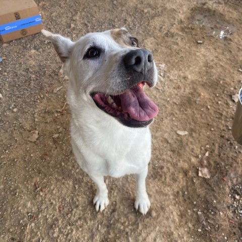 Jessica, an adoptable Mixed Breed in Taos, NM, 87571 | Photo Image 2