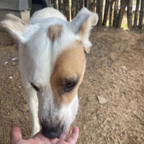 Jessica, an adoptable Mixed Breed in Taos, NM, 87571 | Photo Image 3