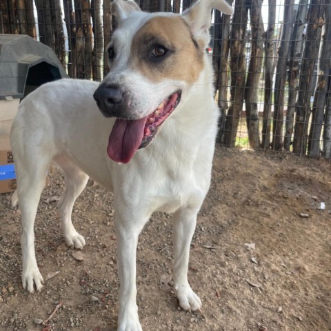 Jessica, an adoptable Mixed Breed in Taos, NM, 87571 | Photo Image 4