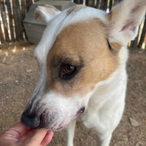 Jessica, an adoptable Mixed Breed in Taos, NM, 87571 | Photo Image 5