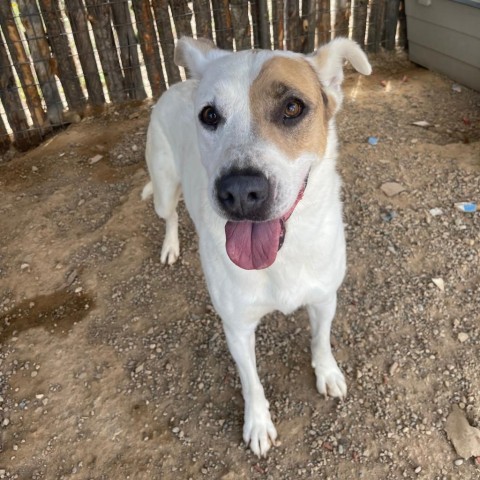 Jessica, an adoptable Mixed Breed in Taos, NM, 87571 | Photo Image 6