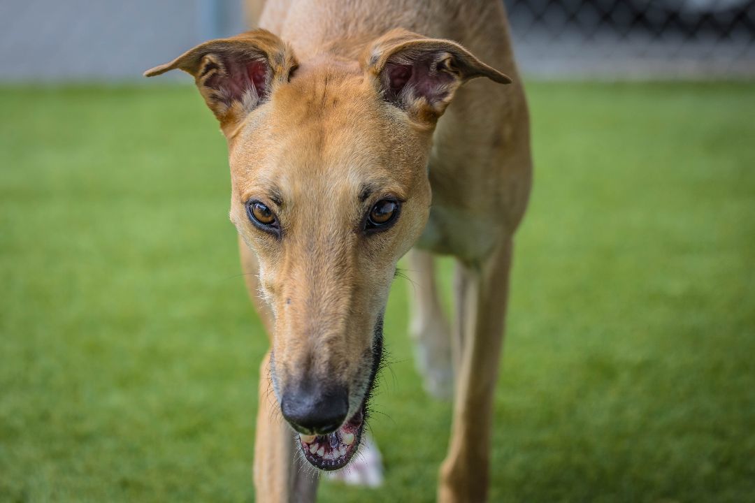 Elliot, delightful and energetic handsome boy!, an adoptable Greyhound, Saluki in Seattle, WA, 98117 | Photo Image 2