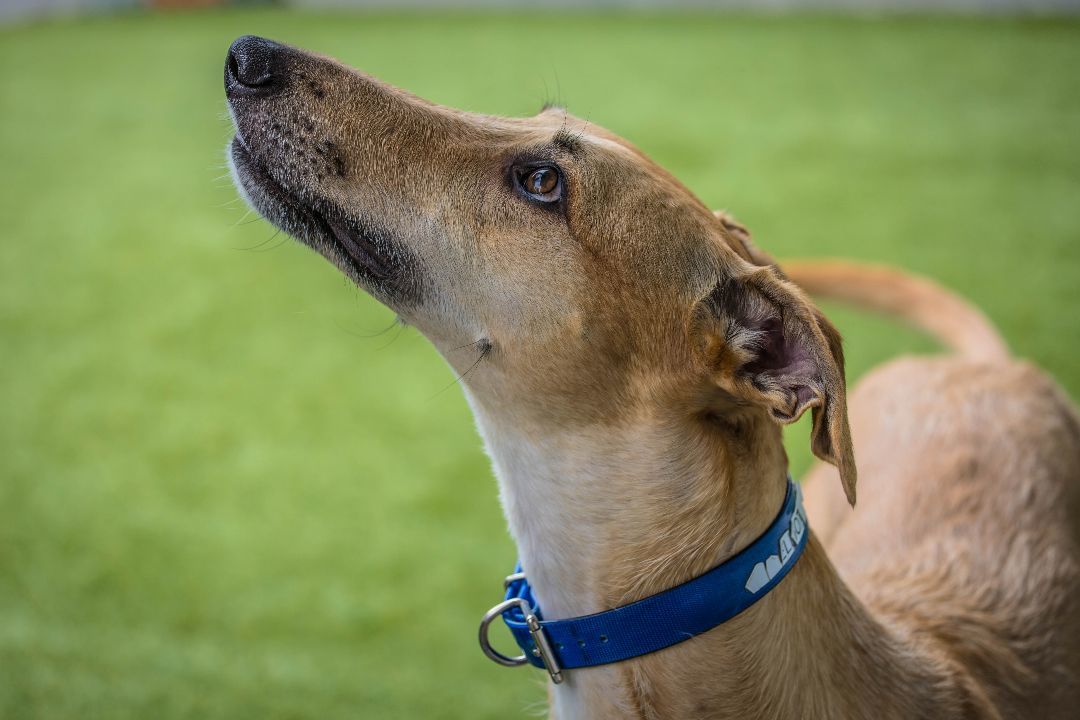 Elliot, delightful and energetic handsome boy!, an adoptable Greyhound, Saluki in Seattle, WA, 98117 | Photo Image 3