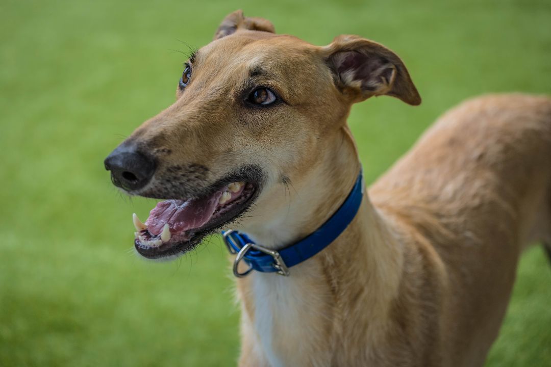 Elliot, delightful and energetic handsome boy!, an adoptable Greyhound, Saluki in Seattle, WA, 98117 | Photo Image 1