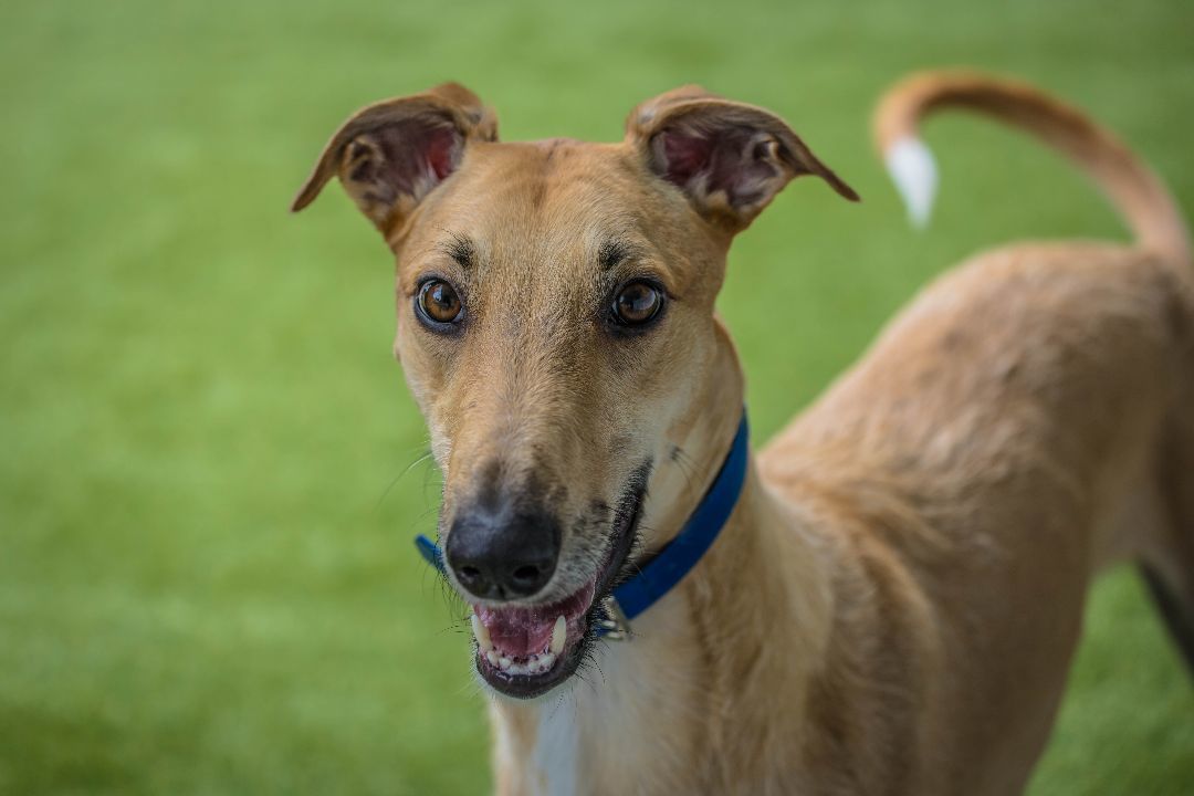 Elliot, delightful and energetic handsome boy!, an adoptable Greyhound, Saluki in Seattle, WA, 98117 | Photo Image 4