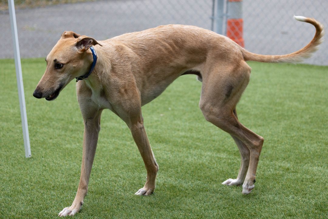 Elliot, delightful and energetic handsome boy!, an adoptable Greyhound, Saluki in Seattle, WA, 98117 | Photo Image 5