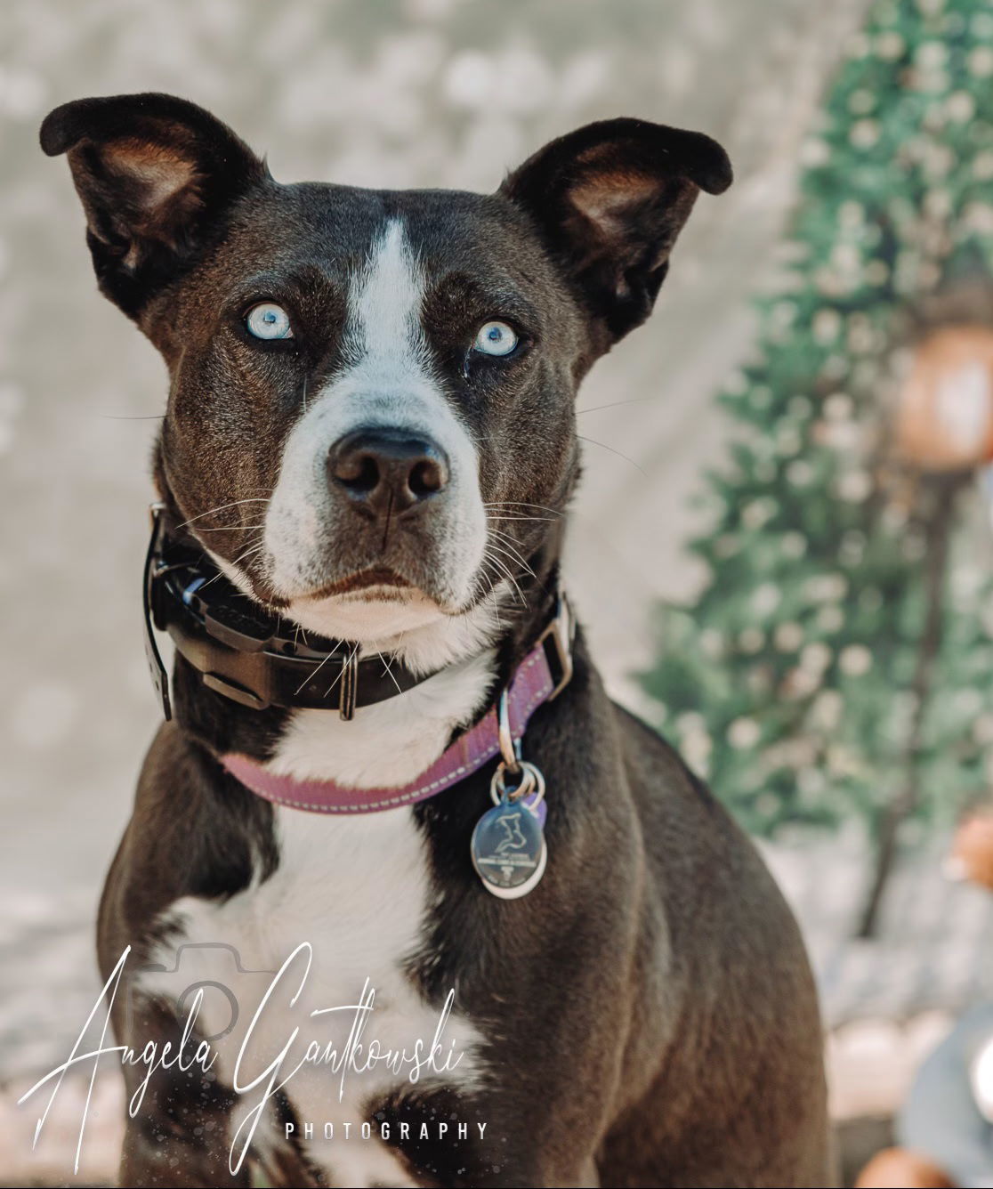 ZURI, an adoptable Labrador Retriever, Husky in Franklin, TN, 37069 | Photo Image 1