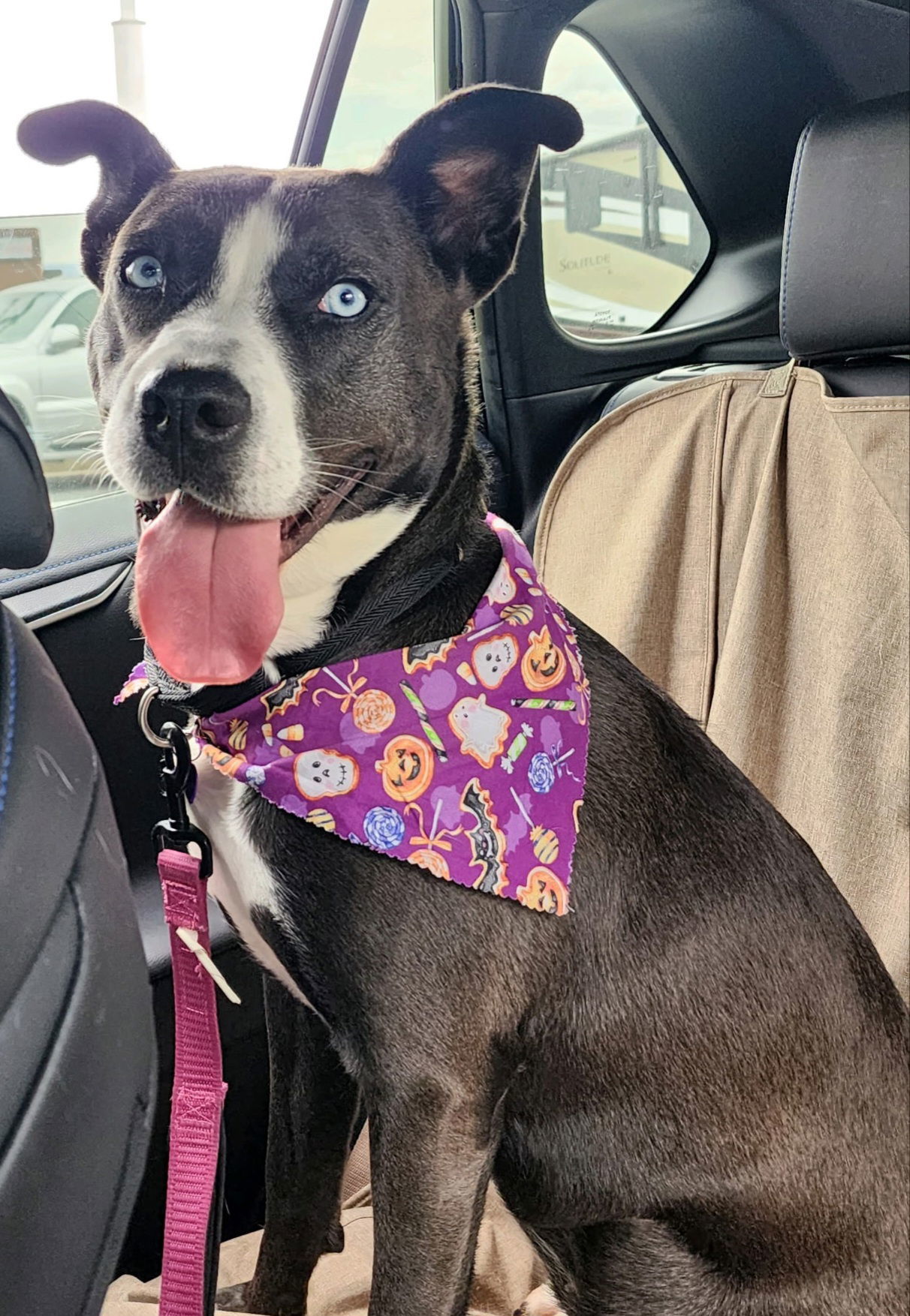 ZURI, an adoptable Labrador Retriever, Husky in Franklin, TN, 37069 | Photo Image 2