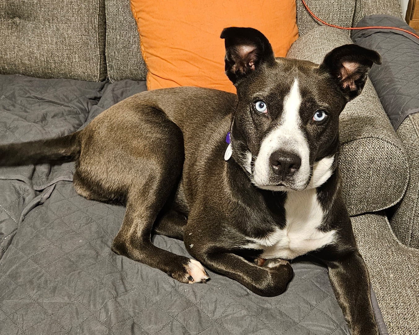 ZURI, an adoptable Labrador Retriever, Husky in Franklin, TN, 37069 | Photo Image 3