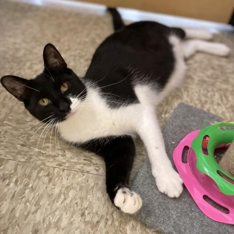 Kingston, an adoptable Domestic Medium Hair in Rochester, MN, 55903 | Photo Image 1