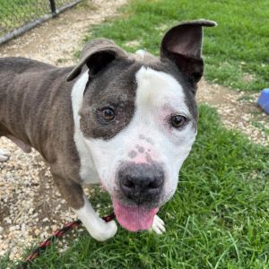 Biggie, Senior Male unknown