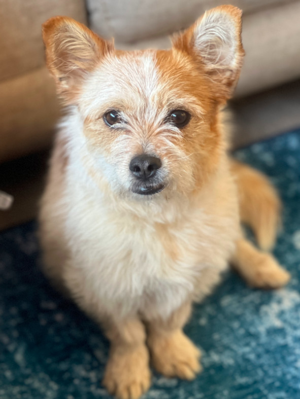 can a australian cattle dog and a shih tzu be friends