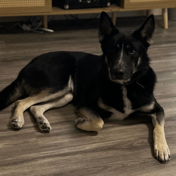 black husky german shepherd mix