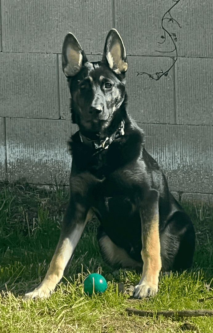 Dog for adoption Luna a German Shepherd Dog Husky Mix in